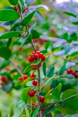 red berries on a bush
