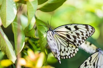 Black and White Butterfly on Green Leaves Close Up