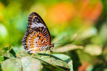 Cethosia Butterfly Resting around the Flowers