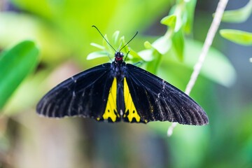 Golden Birdwing Butterfly with Open Wings