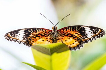 Red Lacewing Butterfly Feeding on Tropical Flower