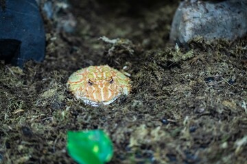 Ornate Pacman Frog Partially Buried in Substrate