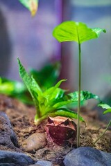 Malaysian Horned Frog Camouflaged Among Plants and Rocks