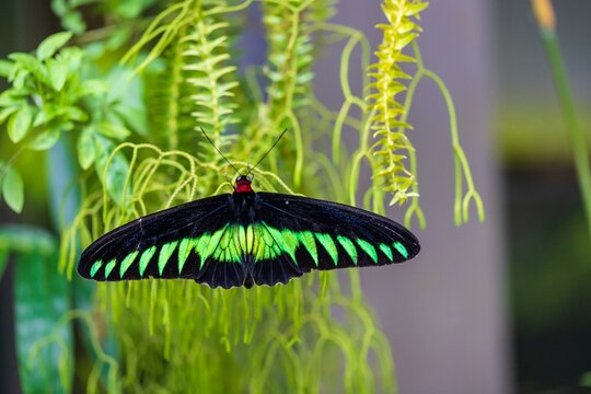 Rajah Brooke's Birdwing Displaying its Wings