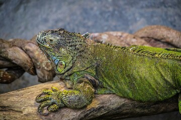 Green Iguana Resting on a Branch