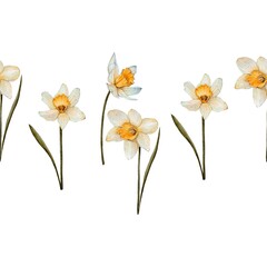 Seamless border, banner yellow daffodils On a white background. Ideal for, business cards, postcards, labels, invitation. Design for packaging, flower shops. Spring, Easter flowers