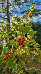 vibrant red holly bush ornamental festive