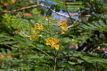 View of a cluster of yellow flowers blooming on a twig of a peacock flower plant