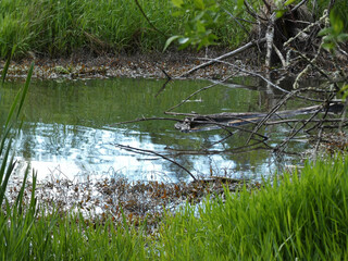 grass and water