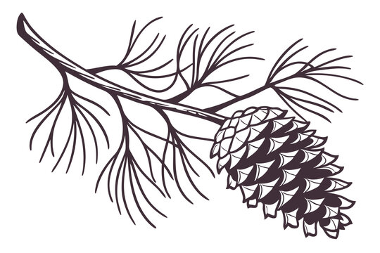 pine branch with cone, black and white clip art preview