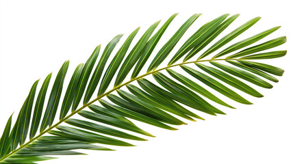 Palm tree leaf isolated on white or transparent background, palm leaves frame with space for text, tropical beach overlay mockup concept