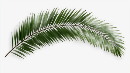 Naklejka premium Palm tree leaf isolated on white or transparent background, palm leaves frame with space for text, tropical beach overlay mockup concept