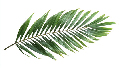 Naklejka premium Palm tree leaf isolated on white or transparent background, palm leaves frame with space for text, tropical beach overlay mockup concept