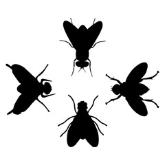 BLACK SILHOUETTE OF A BLACK HOUSEFLY