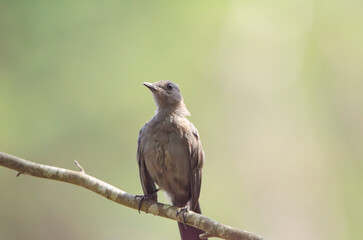 Bird perched on tree branch