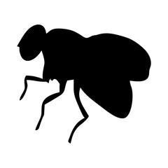 BLACK SILHOUETTE OF A BLACK HOUSEFLY