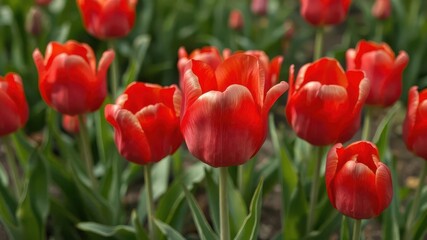 Fototapeta premium Vibrant red tulips, fresh from the garden, petals unfurled, flowers,garden