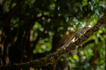 An indian squirrel in jungle playing 