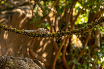 An indian squirrel in jungle playing 