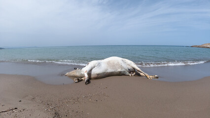 Wild animals drowned in sea, a dead cow on sandy beach, a cow killed on Mediterranean coast, Jijel, Algeria, North Africa, A dead cow on beach, death of a cow, farm animals in Africa,a cows carcass.