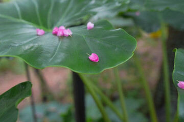 green bon leaves, pink flowers on leaves