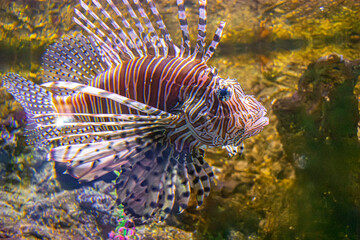 Colorful Lionfish at Aquarium Santa Marta, Showcasing Marine Life from Colombia's Magdalena Region