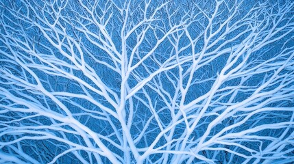Fototapeta premium Snowy Tree Branches in Winter Scene