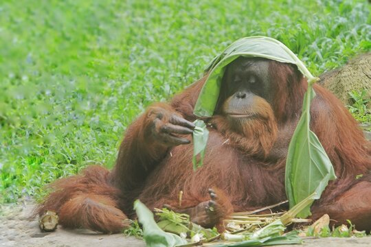 A sumatran orangutan is sitting on the grass while covering his head with leaves - Powered by Adobe