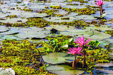 Scenic beautiful view nature of Red Lotus Lake. Pink water lilies nymphaeaceae blooming on the...