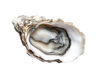 Fresh Oyster Shell on Transparent Background