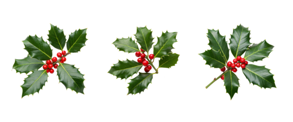 Three holly branches with green leaves and red berries, isolated on a transparent background, Christmas decor