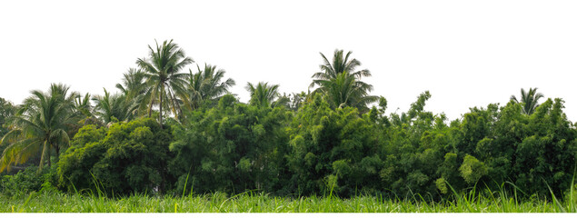 Forest and foliage in summer isolated on transparent background with cut path and alpha channel,...