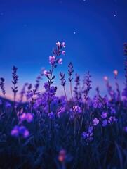 Field of purple flowers