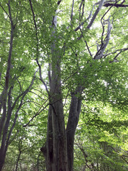 Caucasus nature. Azerbaijan. Old tree with moss on the slope