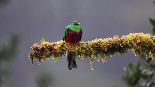 A quetzal in Costa Rica