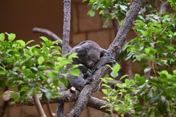 動物園のコアラ