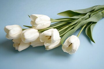 Fototapeta premium Elegant white tulips on soft blue minimalist floral photography emphasizing simplicity and grace