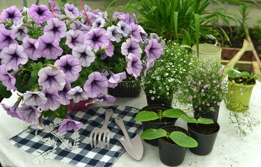 Obraz premium Still life with beautiful flowers of petunia and seedlings in pots in greenhouse. Spring and summer botanical and farming background with gardening objects, vintage home garden and retro concept