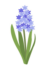 Obraz premium Vector Flat Simple Hyacinthy isolated on white background. Spring flower Hyacinth Element Bloom Flowers. Sticker, Print for Easter Spring Holidays Banners, Posters, Cards, Web. Folk style.