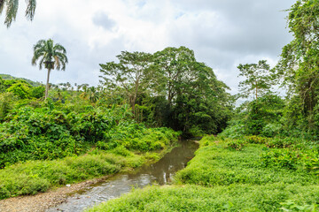 Fototapeta premium A river runs through a lush green jungle