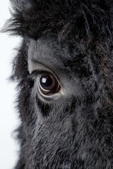 Fototapeta premium Black horse eye