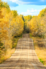 A road with trees on both sides and a deer in the middle