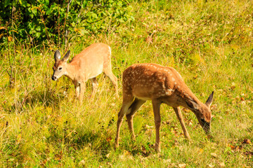 Two deer are grazing in a grassy field