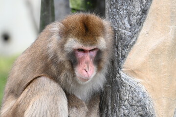 動物園のニホンザル