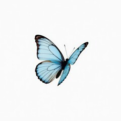 Blue Morpho Butterfly in Flight
