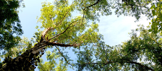 A shady and cool tree on a sunny day