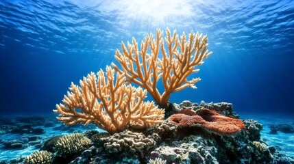 Obraz premium Vibrant Coral Reef Scene Underwater Sunlight Ocean Life