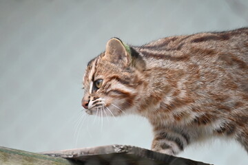動物園のツシマヤマネコ