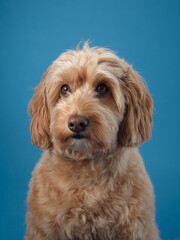 A Labradoodle with curly fur sits and looks attentively forward against a bright blue background.