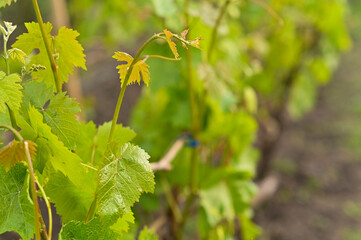 fresh spring grape leaves. close-up © Olena Vasylieva